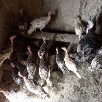 بوقلمون