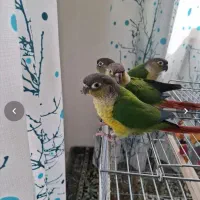 جوجه طوطی گرین‌چیک ۲ ماهه، دستی و بازیگوش