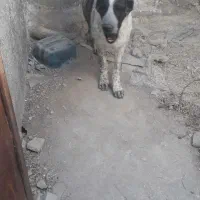 توله سگ قدرجونی چهار ماه|سگ|سردرود, |دیوار