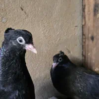 زاغ ابادانی وسبز