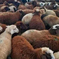 انواع دام سبک و سنگین|حیوانات مزرعه|قزوین, |دیوار