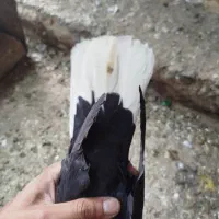 کبوتر ماده ریش دم سفید