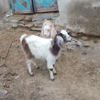 2راس بزغاله نر ماده نژاد دار