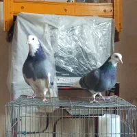 کبوتر تهرانی