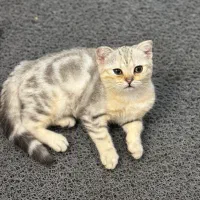 گربه