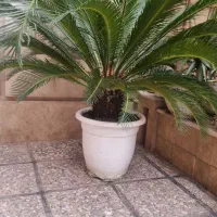 گل سیکاس  ۹ سال