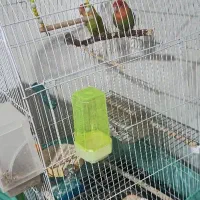 طوطی برزیلی و عروس هلندی