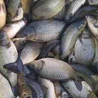 تولید وپخش انواع بچه ماهی /کپور/امور/|ماهی|کاشان, شهدا|دیوار