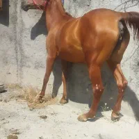 مادیان آبستن