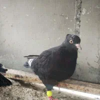 تهرونی  بالا رو، سار دم سفید کاکلی، قعره، کله جوزی|پرنده|مشهد, رضاییه|دیوار