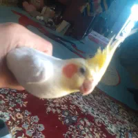 عروس هلندی نر