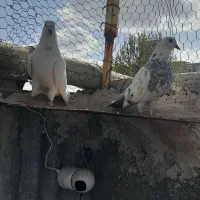 دوجفت کفتر تیر ماهی رو کم کن