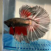 ماهی فایتر خاص|ماهی|اهواز, زیباشهر|دیوار