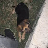 توله سگ ژرمن نر ۲ ماهه بازیگوش