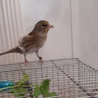 جوجه سهره قناری