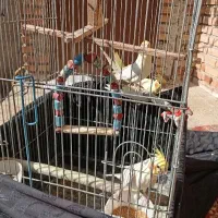 ۳تا عروس هلندی یه جفت و یه نر.همه دستی|پرنده|کردکوی, |دیوار