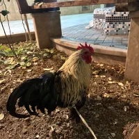 خروس نژاد دار