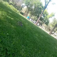 مدارک گم  شده بنام میلاد کمالی