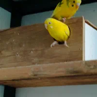 مرغ عشق از 100به تا 700