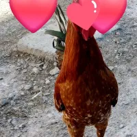 مرغ خونگی گمشده حوالی عمار فاضلی