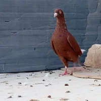 دم سفید و کرمانی|پرنده|بیرجند, |دیوار