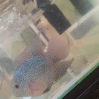 ماهی فلاور.پنکوسی.کت چوبی.اسکارمعاوضه باچانا کوچک|ماهی|تهران, شهرک شریعتی|دیوار