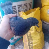 جوجه جیرکفتر