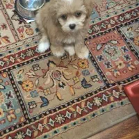 توله سگ پودل 70 روزه