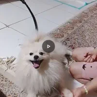 پامربو فیس عروسکی|سگ|فردیس, نگارستان|دیوار