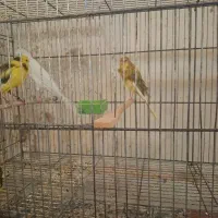 قناری رسمی بلند