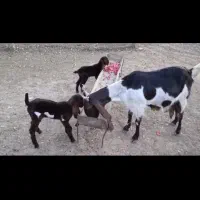 بز پاکستانی