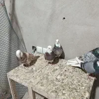 پنج عدد هما سرور درجه یک|پرنده|کمیجان, |دیوار