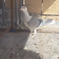 کبوتر دمگیر خرقه|پرنده|اصفهان, قهاب جنوبی|دیوار