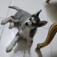 گمشده توله هاسکی|سگ|مشهد, کشف|دیوار