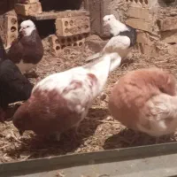 پرنده رنگی و پلاکی|پرنده|گتوند, |دیوار