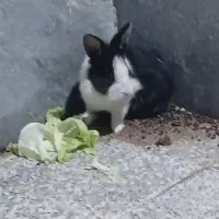 خرگوش|موش و خرگوش|زرند, |دیوار