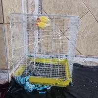 کوتاه برزیلی درجه یک|پرنده|جیرفت, |دیوار