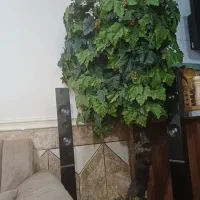 درختچه انگور