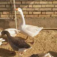 غاز نر|حیوانات مزرعه|شوشتر, |دیوار