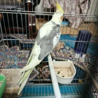 عروس هلندی|پرنده|یزد, |دیوار