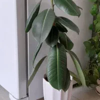 گل فیلتوس تعویض با گل دیگه