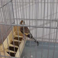 ماده سهره جوجه قفس