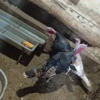 بوقلمون سه ساله