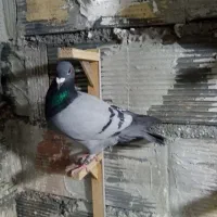 سبز