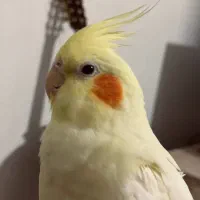 عروس هلندی ماده