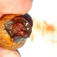 هبهاب خونی اصل|کلکسیون اشیاء عتیقه|شیراز, پارک آزادی|دیوار