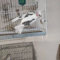 عروس هلندی مرغ عشق مرغ مینا|پرنده|شاهرود, |دیوار