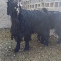 چپش و بز آبستن و کهره نر تخت|حیوانات مزرعه|مرودشت, شهرک مهدیه|دیوار