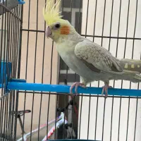 عروس هلندی