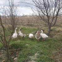 قوغاز نر و ماده